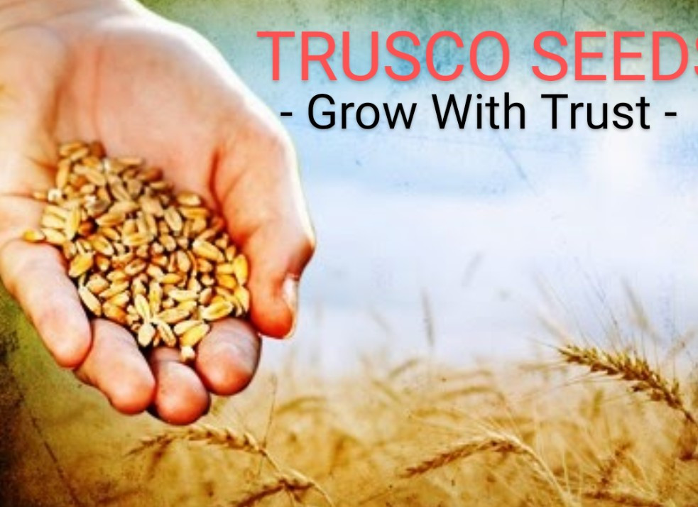 Trusco Seed promo